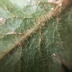 Tectaria zeilanica