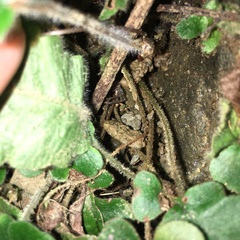 Tectaria zeilanica