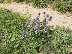 Nepeta cyanea