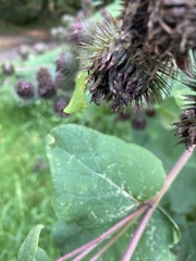 Arctium