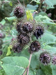 Arctium