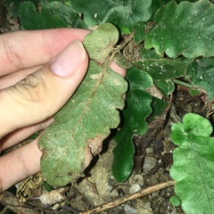 Tectaria zeilanica