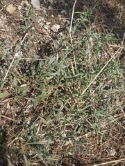 Convolvulus holosericeus