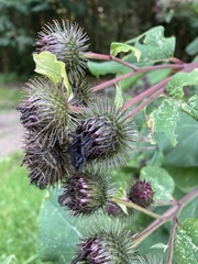Arctium