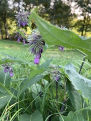 Symphytum officinale