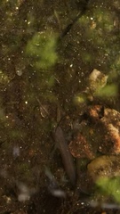 Gyrinophilus porphyriticus