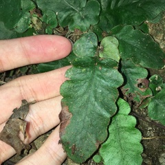 Tectaria zeilanica