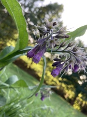 Symphytum officinale