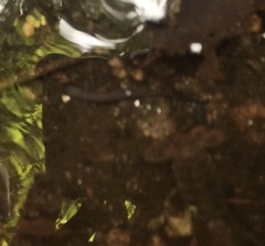 Gyrinophilus porphyriticus