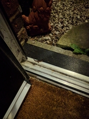 Lissotriton vulgaris