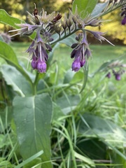 Symphytum officinale