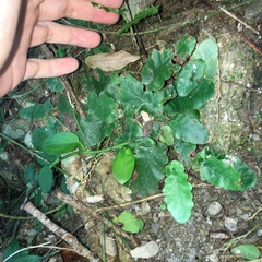 Tectaria zeilanica