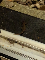 Lissotriton vulgaris