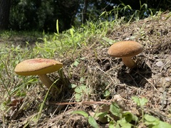Boletus patrioticus