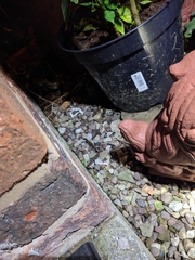 Lissotriton vulgaris