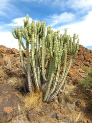 Euphorbia virosa virosa