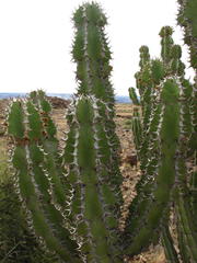 Euphorbia virosa virosa