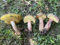 Boletus patrioticus