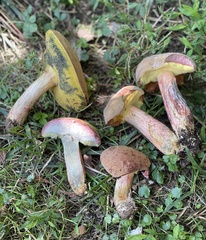 Boletus patrioticus