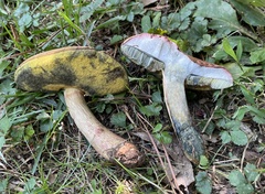 Boletus patrioticus