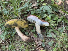 Boletus patrioticus