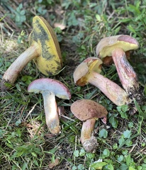 Boletus patrioticus