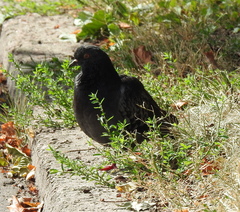 Columba livia domestica