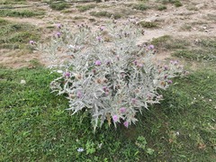Cirsium argillosum