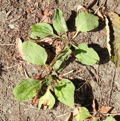 Plantago major
