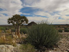 Euphorbia gregaria