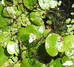 Ceratophyllum demersum