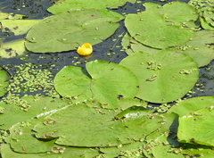 Nuphar lutea