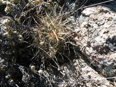 Echinofossulocactus zacatecasensis