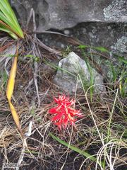 Disa ferruginea