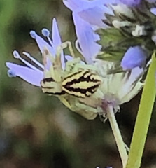 Mecaphesa schlingeri