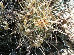 Echinofossulocactus zacatecasensis
