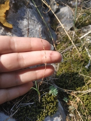 Galium verticillatum