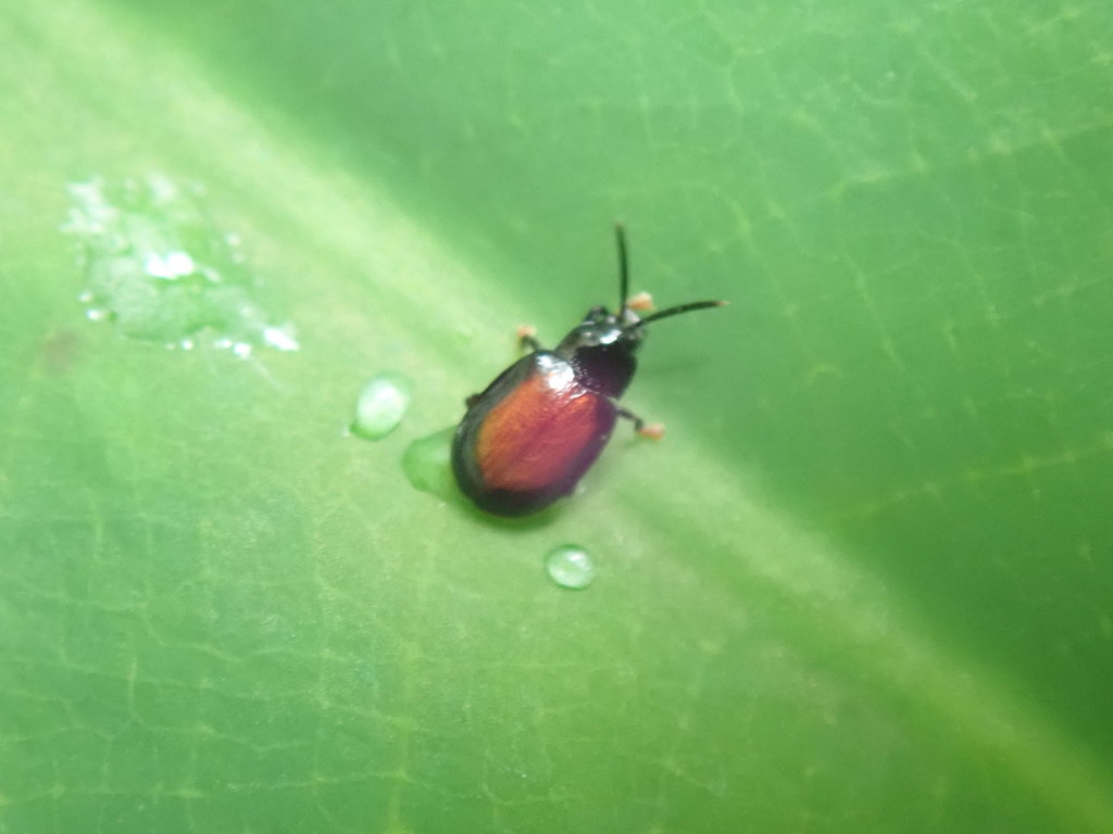 Weiseispa angusticollis