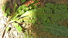 Taraxacum officinale
