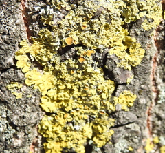 Xanthoria parietina