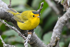 Wilson's Warbler photo 1