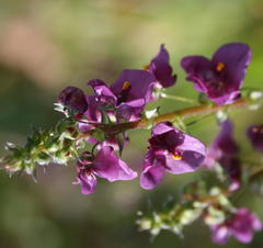 Diascia parviflora