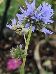 Mecaphesa schlingeri