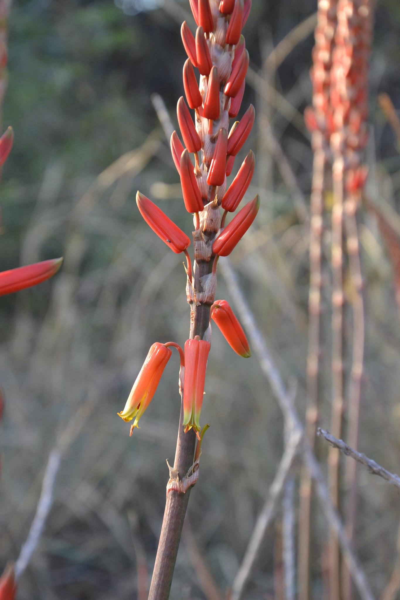 Aloe lutescens