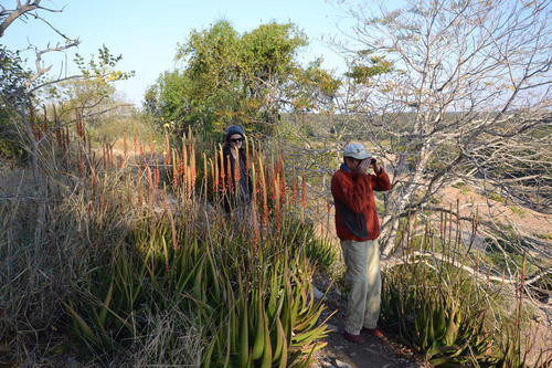 Aloe lutescens, photograph 6