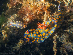 Hypselodoris roo