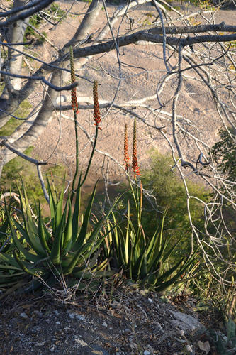 Aloe lutescens, photograph 5