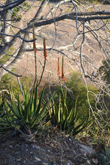 Aloe lutescens, photograph (c) Caroline Voget, some rights reserved (CC BY)