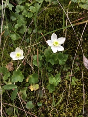 Kumlienia hystricula
