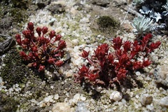 Crassula setulosa deminuta
